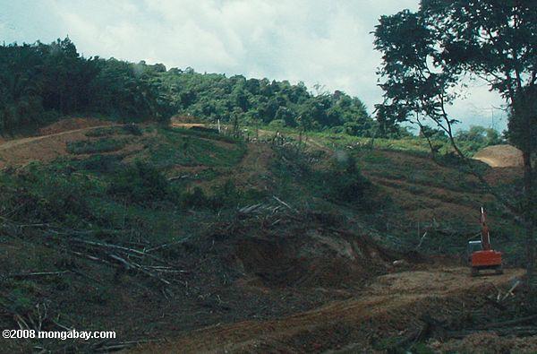 las tierras forestales taladas para la palma de aceite