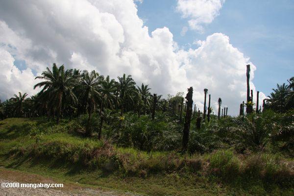 Mort de palmiers à huile arbres