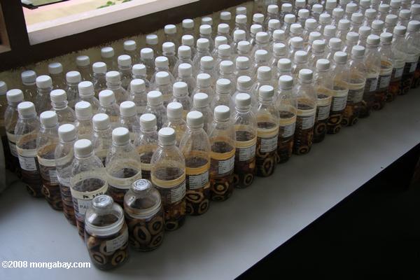 бутылок масла пальмовых плодов фонда для размножения