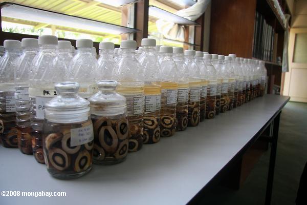 botellas de aceite de palma existencias de fruta para la reproducción