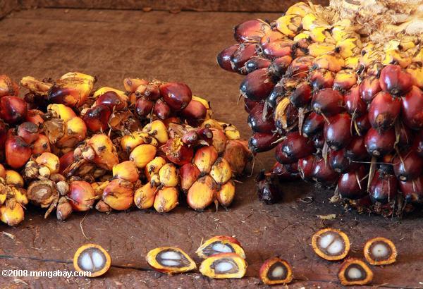 Fruits du palmier à huile