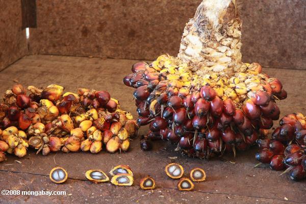 óleo de palma frutas