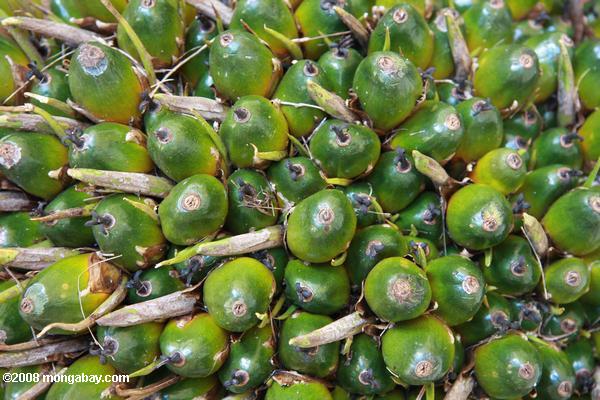 незрелый virescens масла пальмовых плодов
