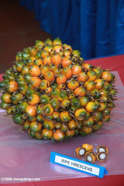 созрел virescens масла пальмовых плодов