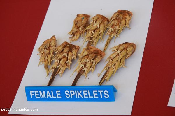 油ヤシの女性spikelets