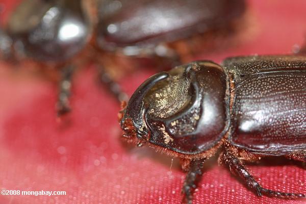 カブト虫（タイワンカブトムシ）は、油ヤシの害虫