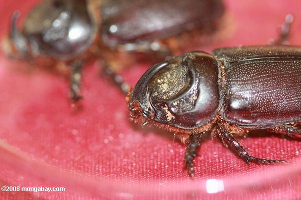 escarabajo rinoceronte (oryctes rinoceronte), un aceite de palma de plagas
