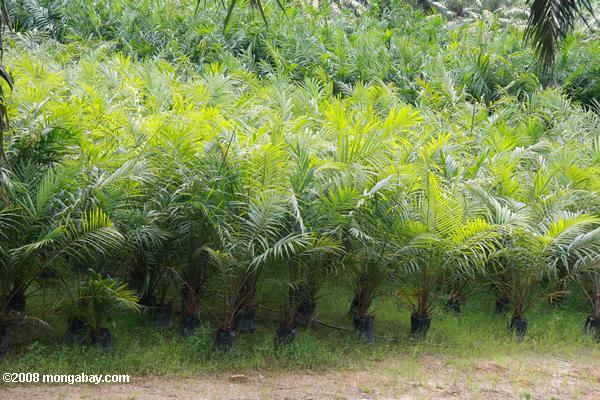 молодые масла пальмовых деревьев