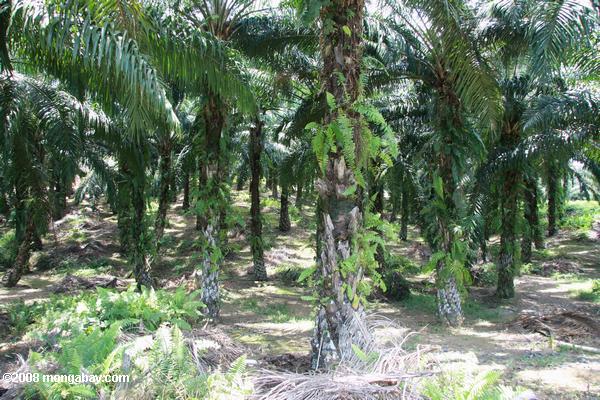 óleo de palma plantation