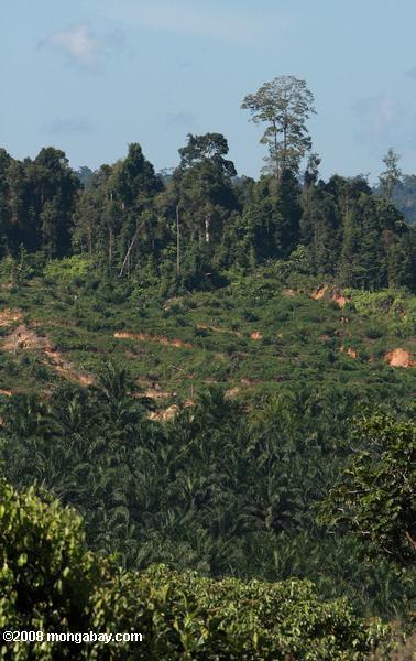 óleo de palma plantações estabelecidas em terra antiga floresta tropical
