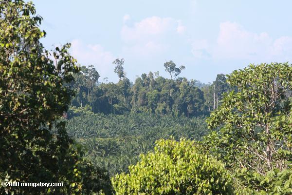 óleo de palma plantações estabelecidas em terra antiga floresta tropical