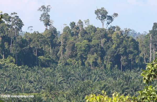 Des plantations de palmiers à huile établies sur d'anciennes terres forêt tropicale