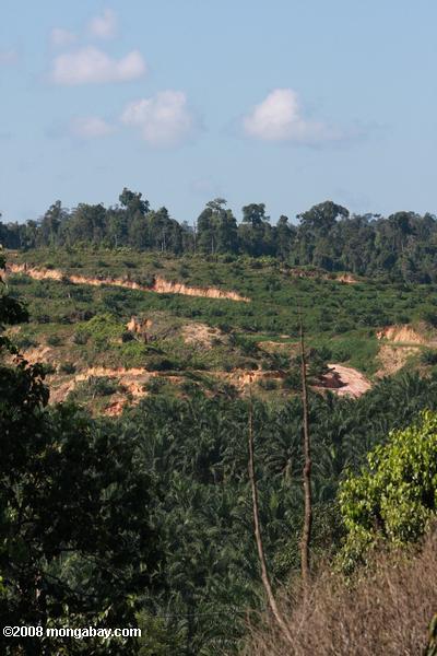 油ヤシのプランテーション元の熱帯雨林の土地に設立