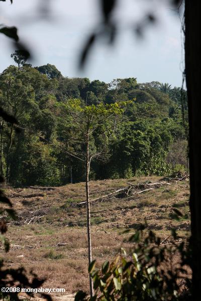 La déforestation dans Sabang