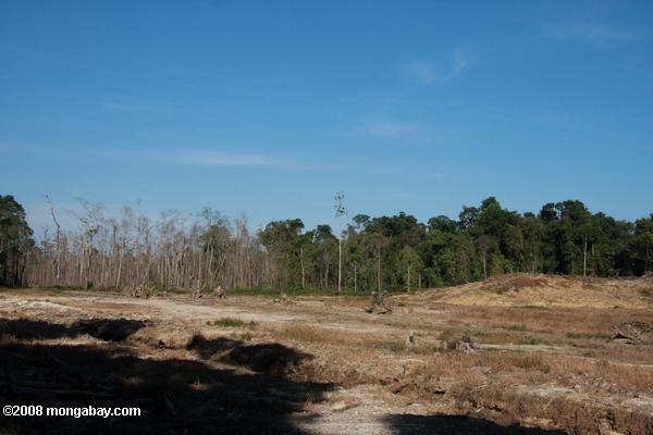 サバンの森林破壊