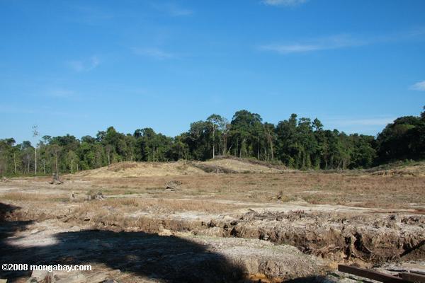 サバンの森林破壊