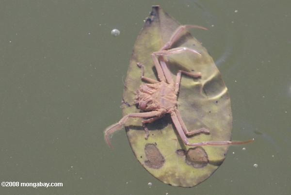 Crabe de boue flottante sur une feuille