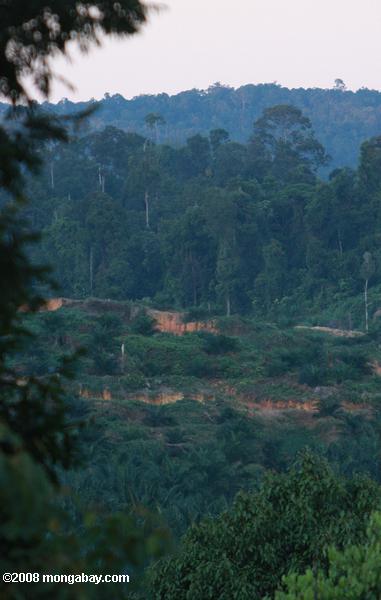 油ヤシのプランテーション元の熱帯雨林の土地に設立