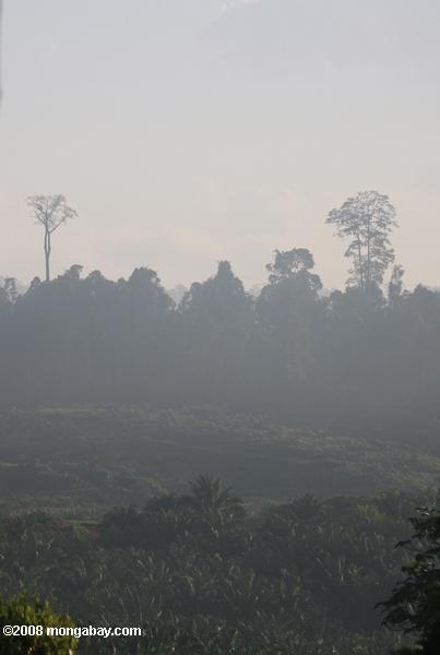 Haze pasando de una plantación de palma de aceite establecido en la antigua selva tropical de tierras