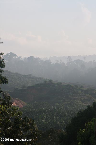油ヤシのプランテーションは、元の熱帯雨林の土地に設立から上昇かすみ