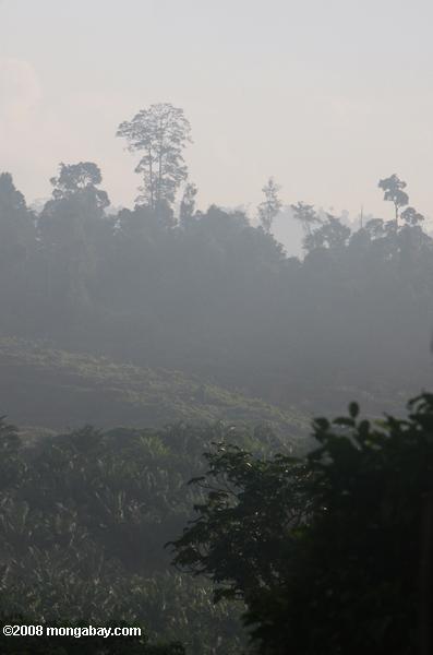 油ヤシのプランテーションは、元の熱帯雨林の土地に設立から上昇かすみ