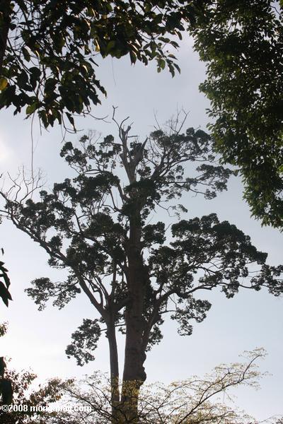 Giant arbres de la canopée