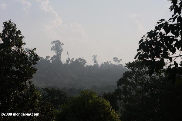дымка над масла пальмовых плантаций, созданных на бывшем тропических лесов земли