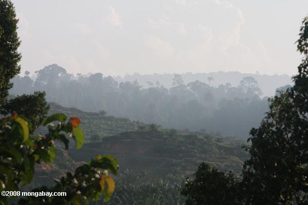 油ヤシのプランテーションは、元の熱帯雨林の土地に設立以上のかすみ