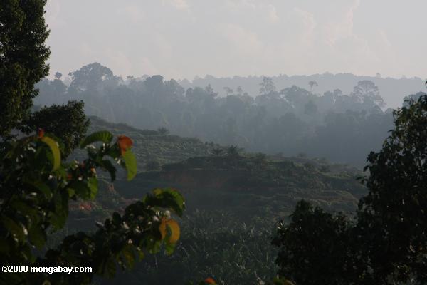 油ヤシのプランテーションは、元の熱帯雨林の土地に設立以上のかすみ