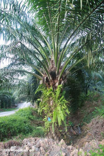 Huile de palme arbre
