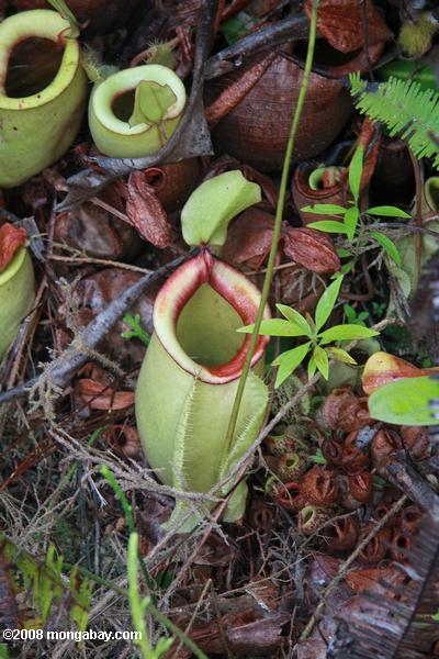 Nepenthes rafflesiana jarro planta