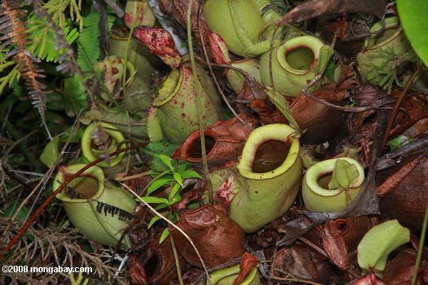Nepenthes rafflesiana lanzador planta