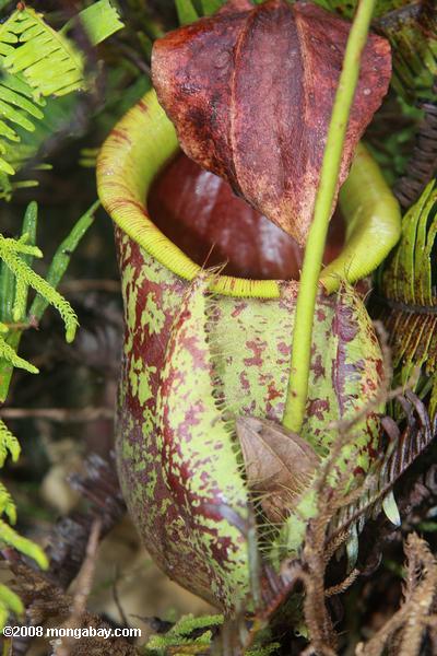 Sorteios gigante 'pitcher-planta (Nepenthes rafflesiana)