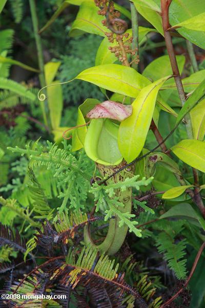 Slender lanceur usine (Nepenthes gracilis)