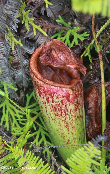 vegetais pantanal pitcher-comum (Nepenthes mirabilis)