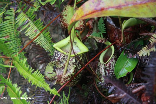rifas gigante 'lanzador-planta (Nepenthes rafflesiana)