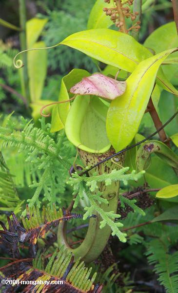 Slender lanceur usine (Nepenthes gracilis)