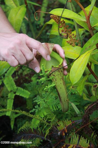 entomólogo que muestran cómo las hormigas se encuentran atrapados en la planta de jarra y delgados (Nepenthes gracilis)