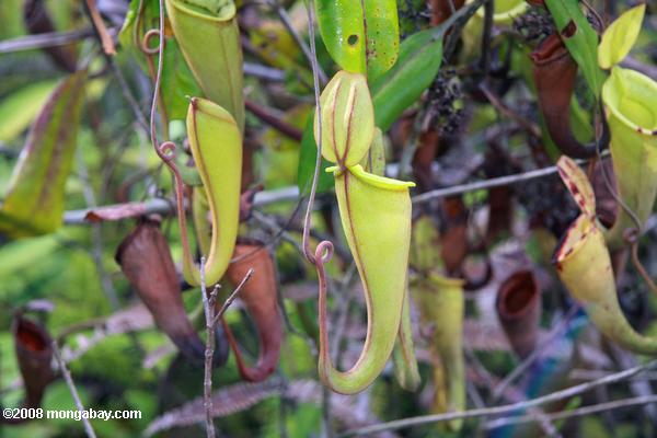 delgado jarro planta (Nepenthes gracilis)