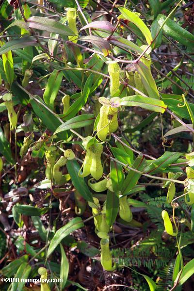muitos plantas Nepenthes mirabilis jarra