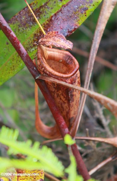 morrer (de cor vermelha) Nepenthes mirabilis jarro planta