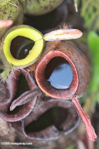Nepenthes rafflesiana Krug Pflanzen