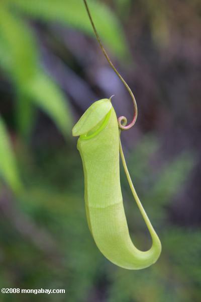Nepenthes mirabilis lanzador planta
