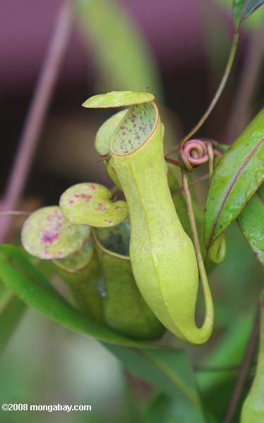 delgado jarro planta (Nepenthes gracilis)