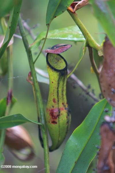 negro, verde, rojo y delgado lanzador planta (Nepenthes gracilis)