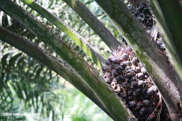 óleo de palma frutas na palmeira