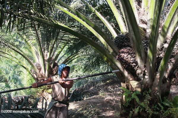 добыча нефти пальмовых плодов