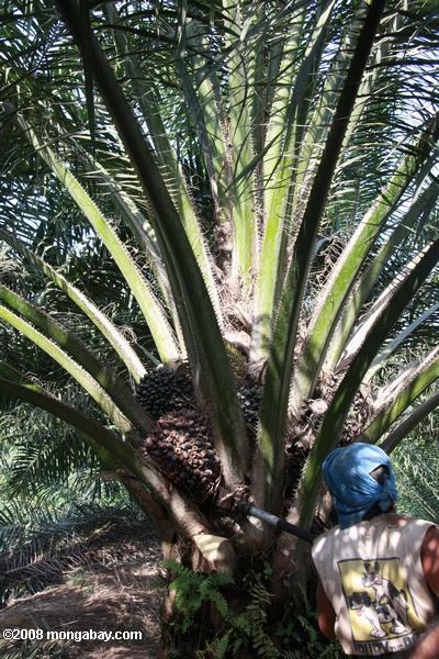la cosecha de fruta de palma de aceite
