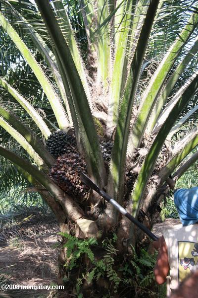 La récolte des fruits du palmier à huile