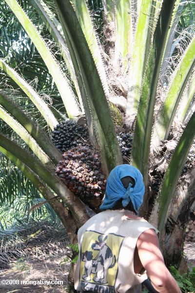 óleo de palma colheita dos frutos